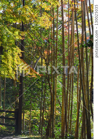 Bamboo forest within the grounds of Saimyoji Temple, Makioyama, Mio, Kyoto (Ukyo Ward, Kyoto City, Kyoto Prefecture) Bamboo forest within the grounds of Saimyoji Temple, Makioyama, Mio, Kyoto (Ukyo Ward, Kyoto City, Kyoto Prefecture) 130025035