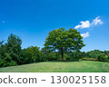 Image of a single tree standing on a hill with a refreshing grassy plain 130025158