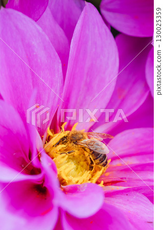 Dahlia Flowers in Melbourne Australia 130025359