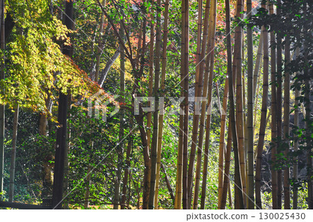 Bamboo forest within the grounds of Saimyoji Temple, Makioyama, Mio, Kyoto (Ukyo Ward, Kyoto City, Kyoto Prefecture) 130025430