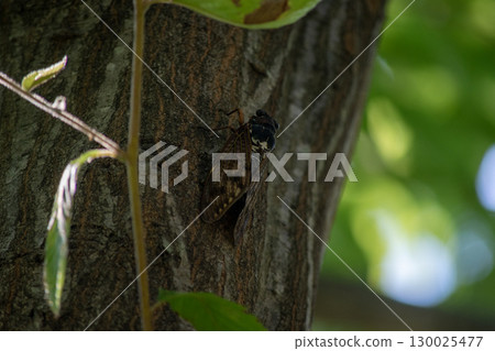 Brown cicadas in the shade of a tree in midsummer 130025477