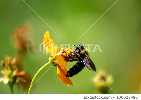 A carpenter bee resting on a bright orange flower 130025480