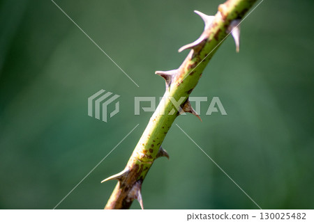 尖銳的玫瑰刺 130025482