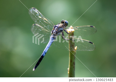 Shiokaratombo堅持分支機構 Shiokaratombo堅持分支機構 130025483