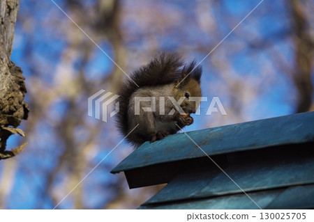 Hokkaido squirrels at Chitose Shrine in early spring Hokkaido squirrels at Chitose Shrine in early spring 130025705