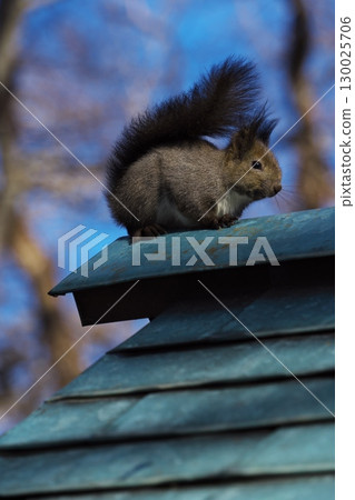Hokkaido squirrels at Chitose Shrine in early spring 130025706