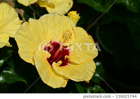Hibiscus (Malvaceae, Malvaceae) Hibiscus (Malvaceae, Malvaceae) 130025744