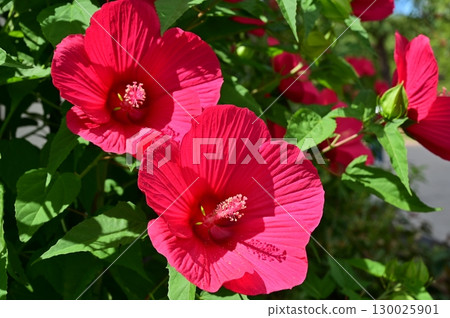 Titanbicus (Malvaceae) Hibiscus hybrid 130025901