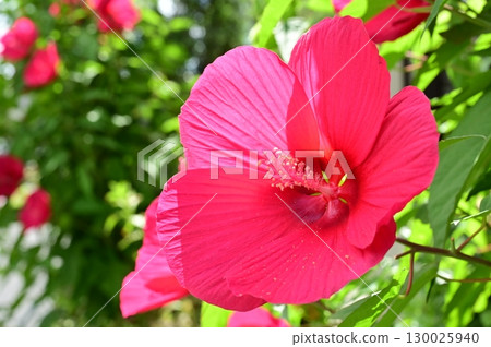 Titanbicus（錦葵科）木槿雜交種 130025940