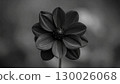 黑色花朵在單色中綻放 130026068