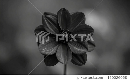 黑色花朵在單色中綻放 130026068