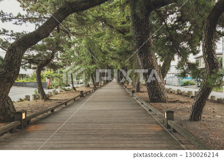 世界遺產「眾神之路」三保松樹的松樹 130026214