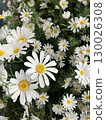 雛菊 130026308