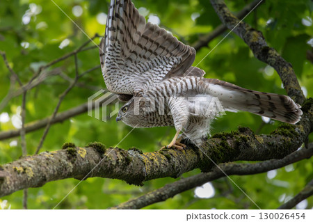 The Eurasian sparrowhawk (Accipiter nisus), also known as the northern sparrowhawk 130026454
