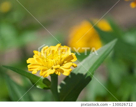花壇裡盛開的黃色百日菊 130026712