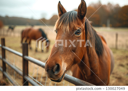 Brown horse peeking through a fence Brown horse peeking through a fence 130027049