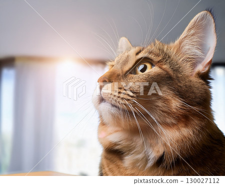 一隻貓盯著你 130027112