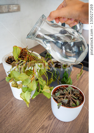 Female hand watering dry houseplants from a glass pitcher after a long absence. Restoring care, emotional reconnection, and hope for revival. 130027169