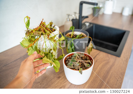 Hand lifting dry leaves of a houseplant after returning home from a long absence. Realization of neglect, emotional connection, and forgotten care. 130027224