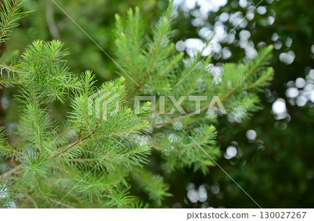 Melaleuca (Myrtaceae) Alternifolia 130027267