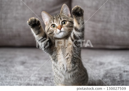 Gray tabby cat doing the pop dance move, standing on its hind legs, lifting one leg. Beige sofa. Feline doing the iconic dance with arms raised above head and feet pointing upwards. Pet looks happy. Gray tabby cat doing the pop dance move, standing on its hind legs, lifting one leg. Beige sofa. Feline doing the iconic dance with arms raised above head and feet pointing upwards. Pet looks happy. 130027509