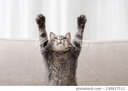 Gray tabby cat doing the pop dance move, standing on its hind legs, lifting one leg. Beige sofa. Feline doing the iconic dance with arms raised above head and feet pointing upwards. Pet looks happy. 130027511