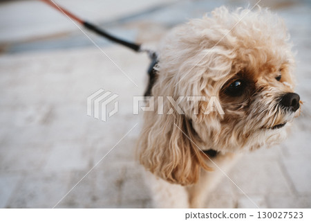 Adorable Poodle on Leash Enjoying a Walk Outdoors 130027523