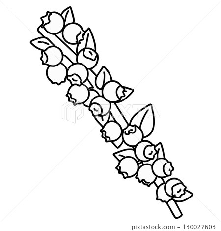 Educational Blueberry Bunch Vector Illustration Coloring Page Educational Blueberry Bunch Vector Illustration Coloring Page 130027603