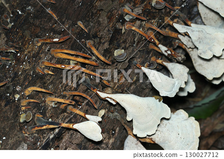 黑暗森林中的一群仙人掌菇，形成手指狀的棕色幼菌和白色仙人掌形菌蓋 130027712