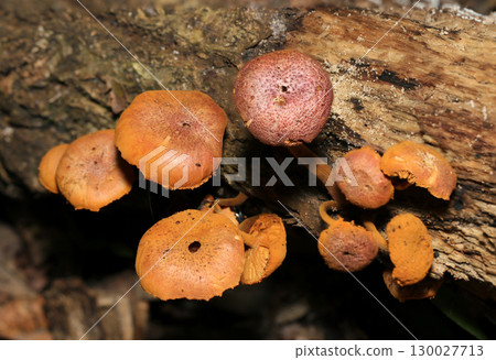 A colony of purple chanterelle mushrooms on the surface of a fallen tree (macrophotography of natural fungal mushrooms) 130027713