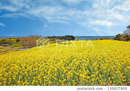 長崎鼻向日葵田展望台的油菜花 130027809