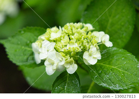 八仙花屬特寫鏡頭 八仙花屬特寫鏡頭 130027813