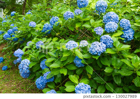 Natural scenery of a garden with blooming hydrangeas 130027989
