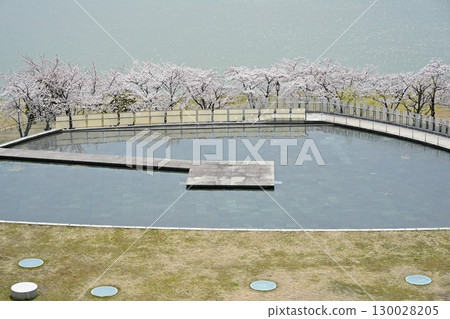 白山公園的櫻花（新潟縣） 130028205