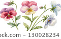 Watercolor Pansies 130028234