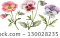 Watercolor Pansies 130028235