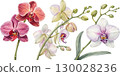 Watercolor Orchids 130028236