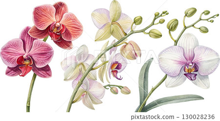 Watercolor Orchids Watercolor Orchids 130028236