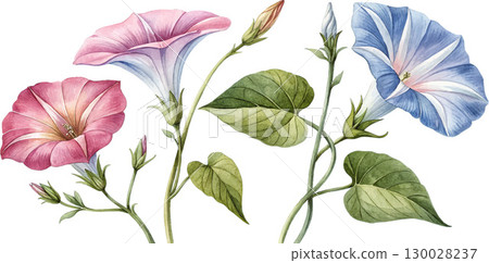 Watercolor Morning Glory Flowers 130028237