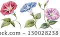 Watercolor Morning Glory Flowers 130028238