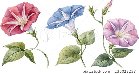 Watercolor Morning Glory Flowers Watercolor Morning Glory Flowers 130028238
