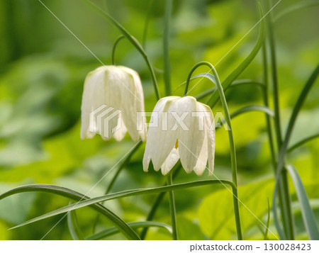 Beautiful couple of fritillary flowers. Fritillaria meleagris alba. 130028423