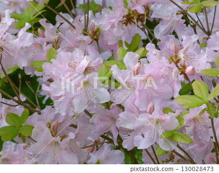 Pale pink blossoms of royal azalea or Rhododendron schlippenbachii 130028473