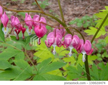 Bleeding heart flowers closeup. Lamprocapnos spectabilis or Dicentra spectabilis 130028474