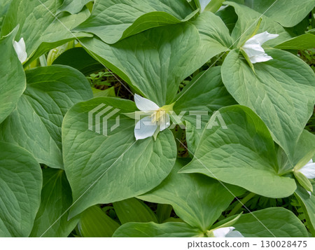 Trillium camschatcense flowering plant in the family Melanthiaceae 130028475