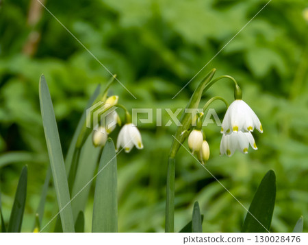 White snowdrop flowers like tiny bells 130028476