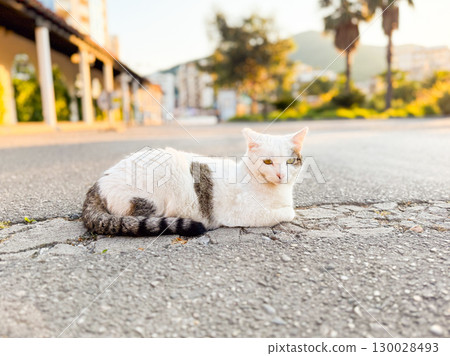 White and gray cat resting on cracked asphalt road. Animal, lifestyle, urban environment and observation of stray feline behavior. 130028493