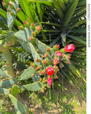 Opuntia or prickly pear cactus branch with pink buds and open flowers. Botany, nature, growth and observation of blooming flora in outdoor environment. Opuntia or prickly pear cactus branch with pink buds and open flowers. Botany, nature, growth and observation of blooming flora in outdoor environment. 130028508