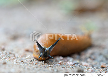 Spanish slug crawling on forest ground among decaying plant matter and fungi. Natural decomposer 130028523