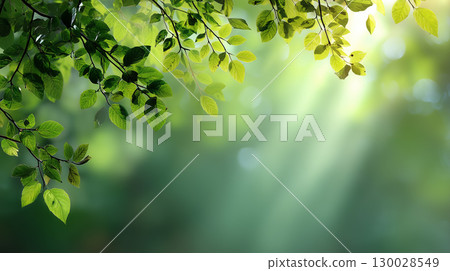 [Natural Material] Green leaves swaying in the sunlight - a refreshing and soothing background design 130028549